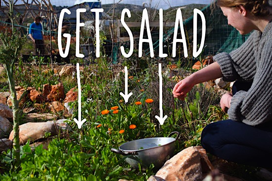 It’s so nice spending 20 minutes picking leaves from the garden to make a big salad.