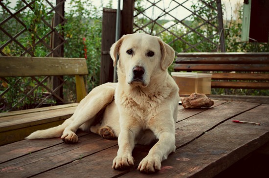 This one’s called white dog. “hey white dog”