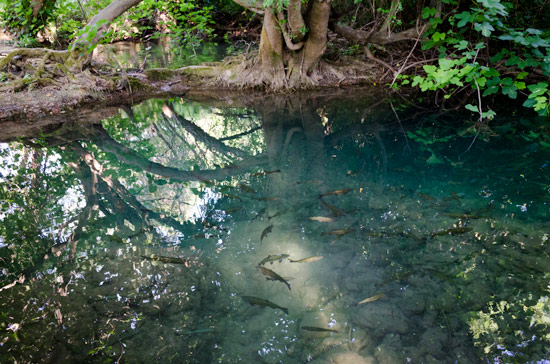 krka-national-park-croatia-tour-fish