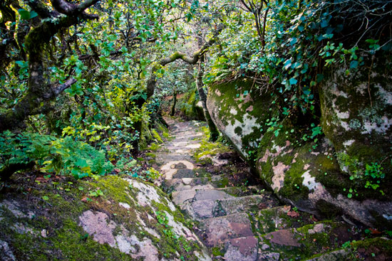 sintra-portugal-pena-gardens-forest