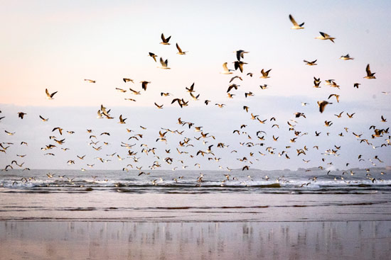 morocco-essaouira-campervan-birds