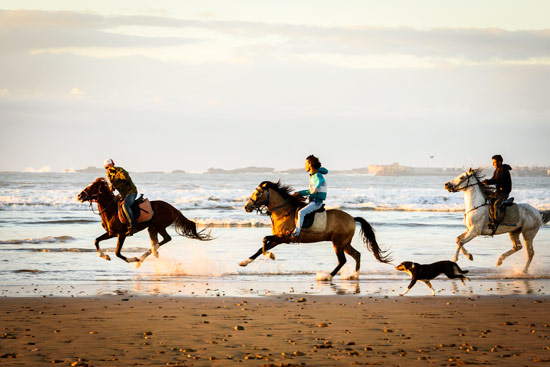 morocco-essaouira-campervan-horses-on-beach