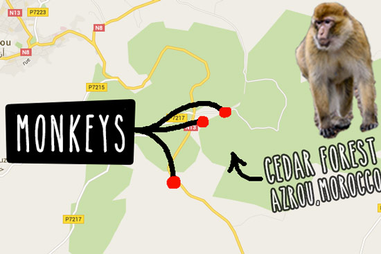 monkeys-in-morocco-cedar-forest-3