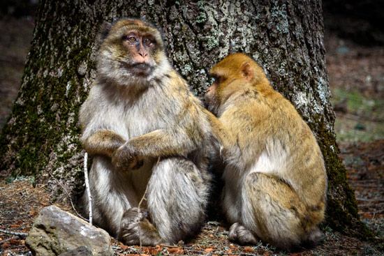 monkeys-in-morocco-cedar-forest-7
