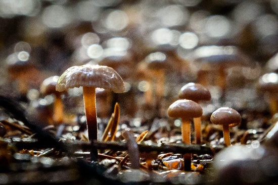 campervan-wildcamping-yorkshire-moors-mushrooms