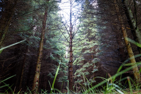 campervan-wildcamping-yorkshire-moors-tall-trees