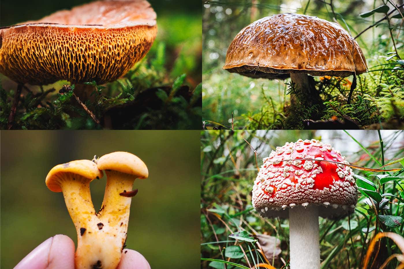 four common mushrooms found in sweden