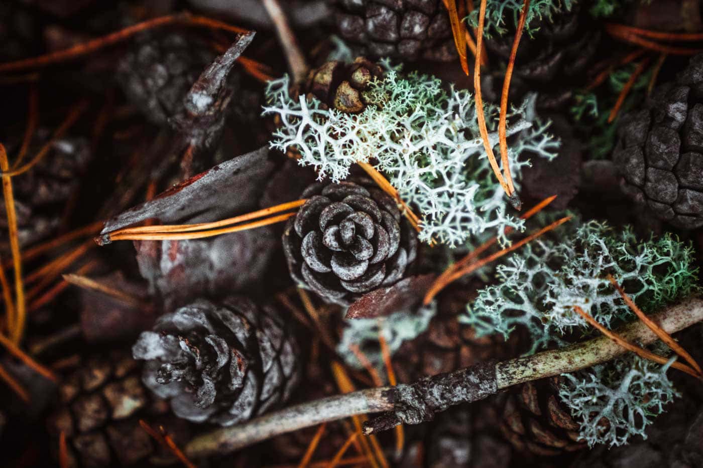 pine cone on woodland floor