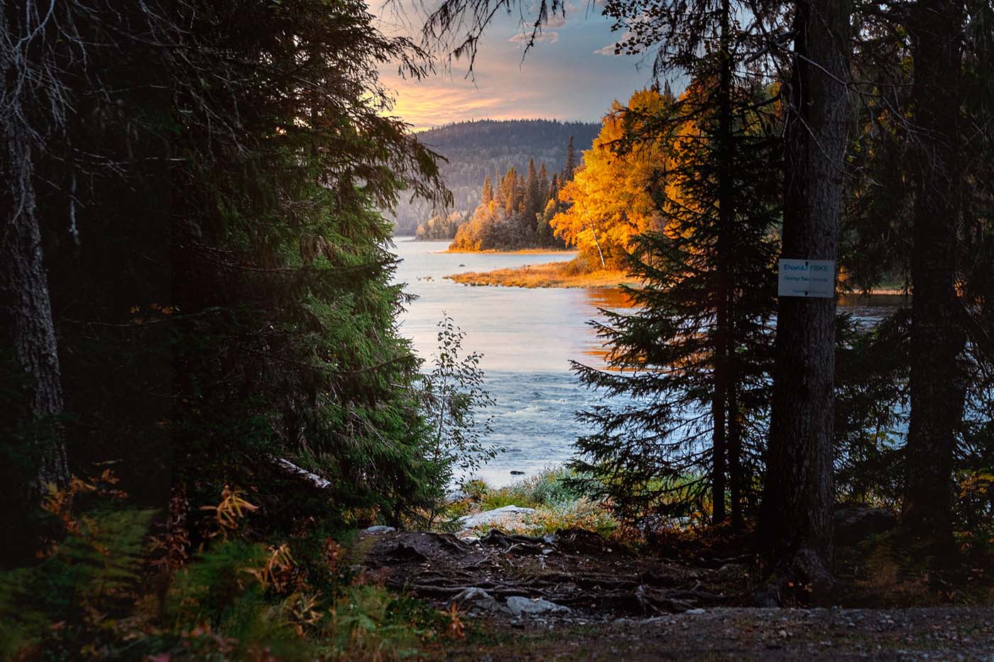 sunset through the trees Tännforsen